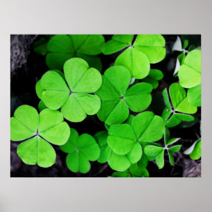 Lucky Clovers Poster