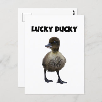 Lucky Duck Funny Cute Duckling Bird Photo Art Postcard