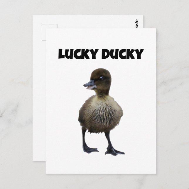 Lucky Duck Funny Cute Duckling Bird Photo Art Postcard (Front/Back)