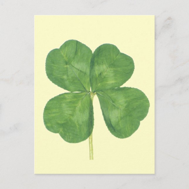 Lucky Four-Leaf Clover Shamrock Postcard (Front)