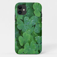 Lucky Irish Shamrocks