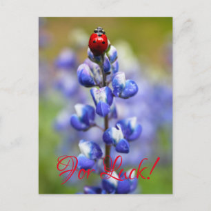 Lucky Lady Bugs Postcard