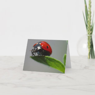 Lucky Ladybug Cards