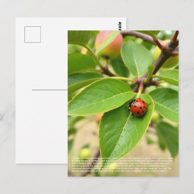 Lucky Ladybug  Postcard (Front/Back)