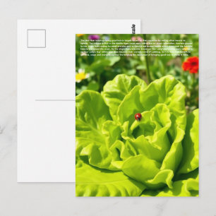 Lucky Ladybug  Postcard