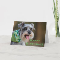 Lucky Miniature Schnauzer Happy Birthday