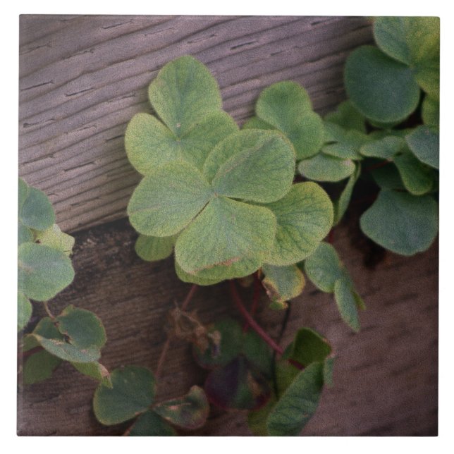 Lucky or Determined? Saint Patricks Day Shamrocks Ceramic Tile (Front)