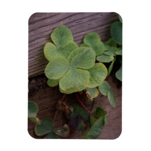 Lucky or Determined? Saint Patricks Day Shamrocks Magnet