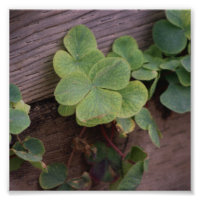 Lucky or Determined? Saint Patricks Day Shamrocks