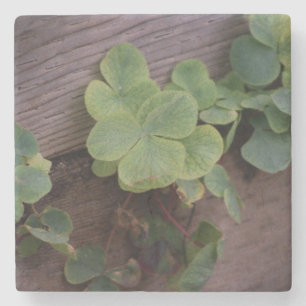 Lucky or Determined? Saint Patricks Day Shamrocks Stone Coaster