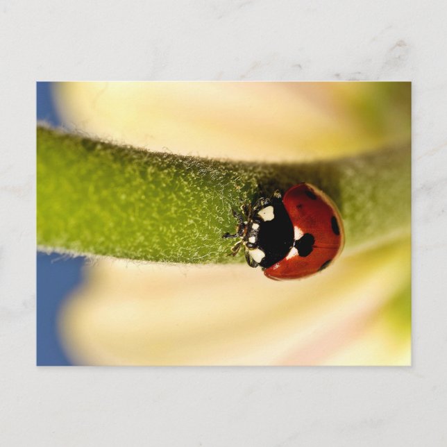 Lucky Postcard (Front)