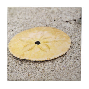 Lucky Sand Dollar Ceramic Tile