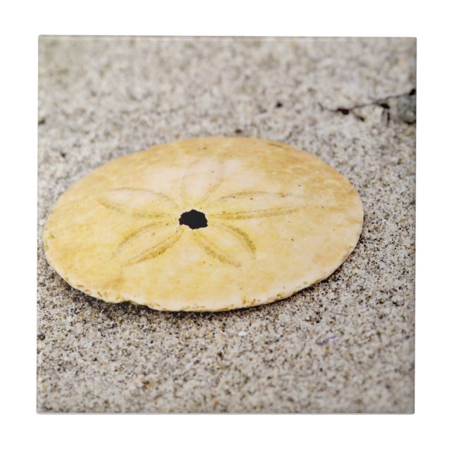 Lucky Sand Dollar Ceramic Tile (Front)