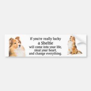 Lucky Sheltie Bumper Sticker
