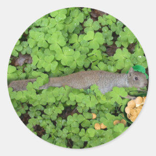 Lucky Squirrel in Clovers Classic Round Sticker