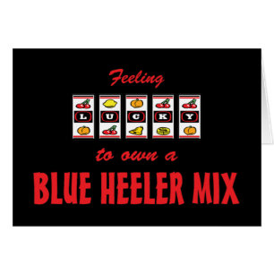 Lucky to Own a Blue Heeler Mix Fun Dog Design