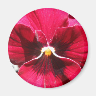 Lucrezia Magnet