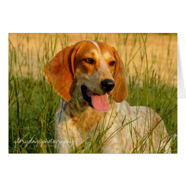 Lucy (Front Horizontal)