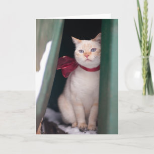 Lucy Card