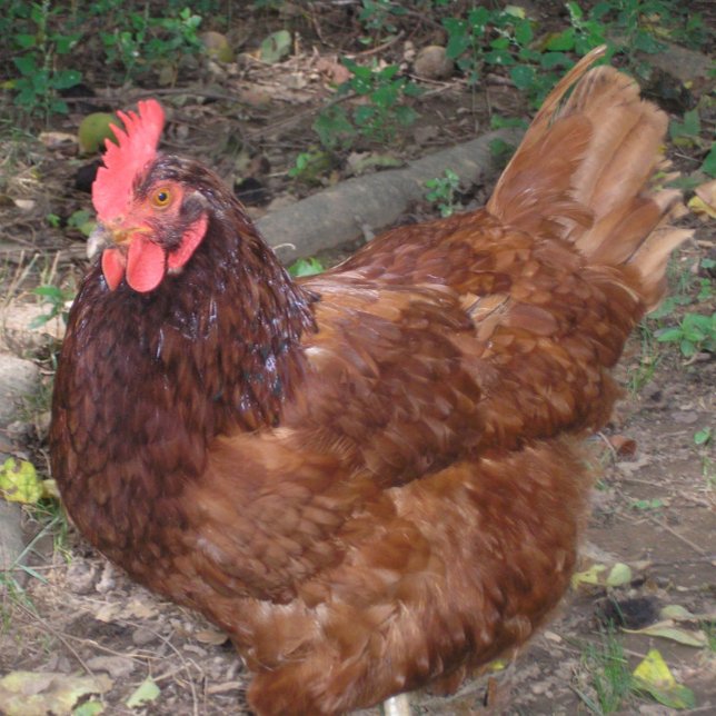 Lucy - The Red Head! Ceramic Tile (Creator Uploaded)