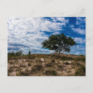 Ludington State Park, Michigan Postcard