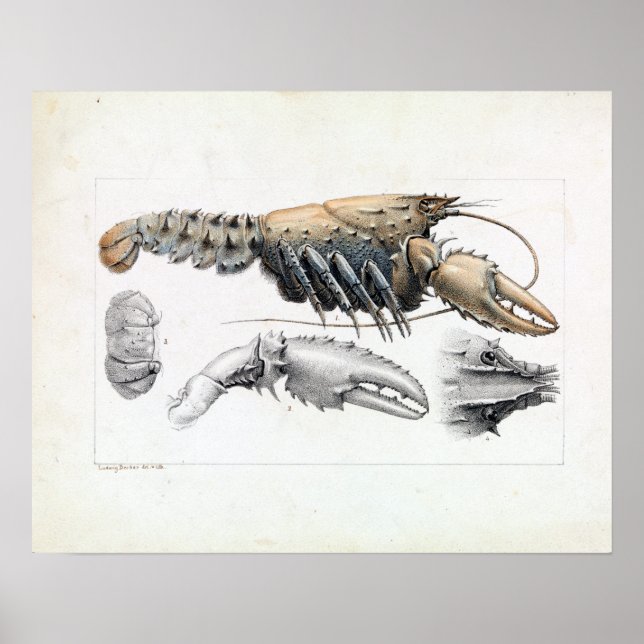Ludwig Becker Murray Spiny Crayfish Poster (Front)