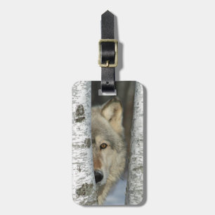 luggage tag with photo of grey wolf in birch trees