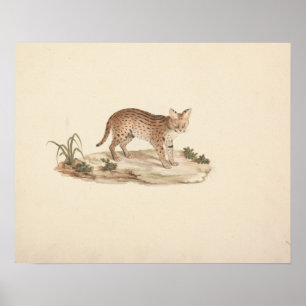 Luigi Balugani - African Wildcat or Serval Poster