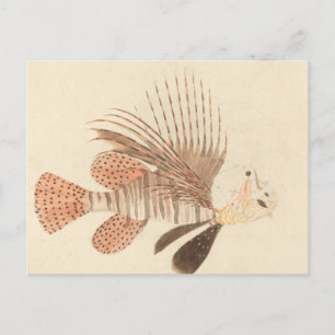 Luigi Balugani - Lionfish Postcard