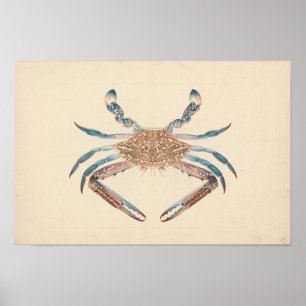 Luigi Balugani - Portunua Pelagicus - Blue Crab Poster
