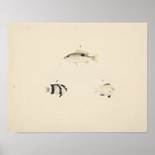 Luigi Balugani - Three Unidentified Fish Poster