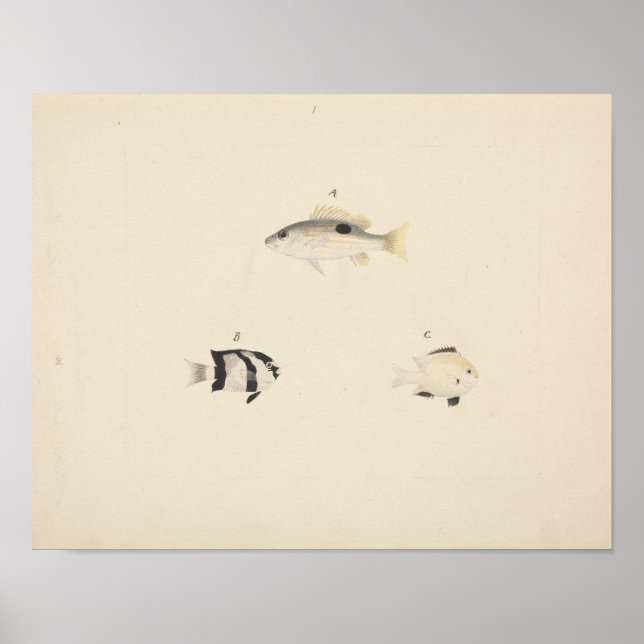 Luigi Balugani - Three Unidentified Fish Poster (Front)