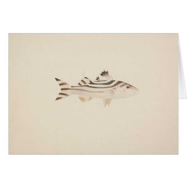 Luigi Balugani - Unidentified Fish (Front Horizontal)