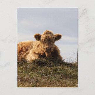 Luing cow on the Isle of Islay, Scotland Postcard