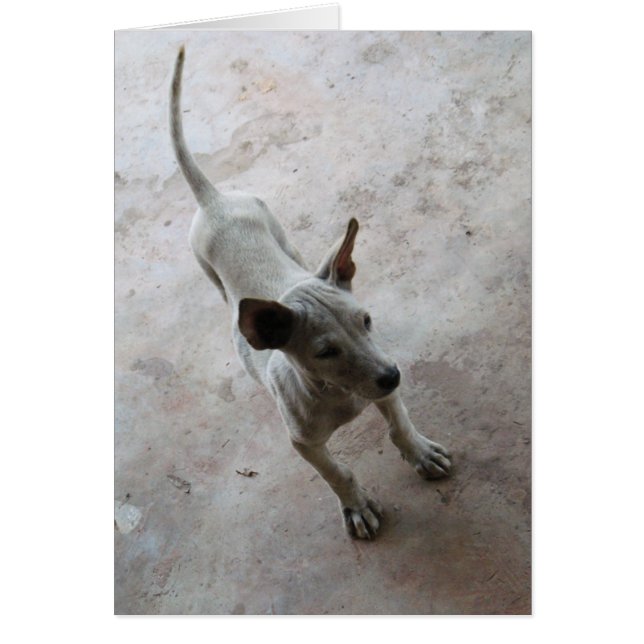 Luk Maa ... Thai Soi Puppy Dog (Front)