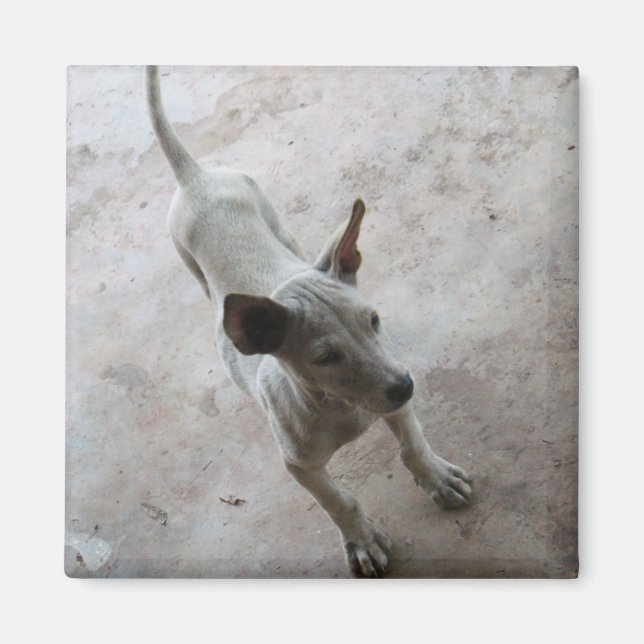 Luk Maa ... Thai Soi Puppy Dog Magnet (Front)