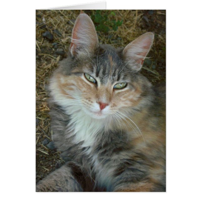 Lulu - dozing at Noon (Front)