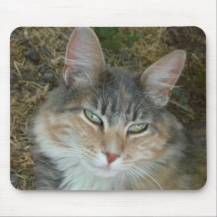 Lulu - dozing at Noon Mouse Pad