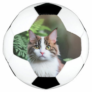Lulu The Ragdoll Cat, Soccerball