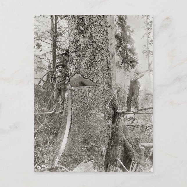 Lumberjacks with Giant Fir, 1905 Postcard (Front)