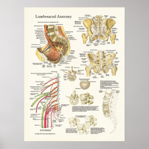 Lumbosacral Anatomy Poster and Spine Degeneration