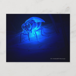 Luminescent illustration of a tsetse fly postcard