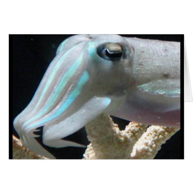 Luminous Cuttlefish (Front Horizontal)
