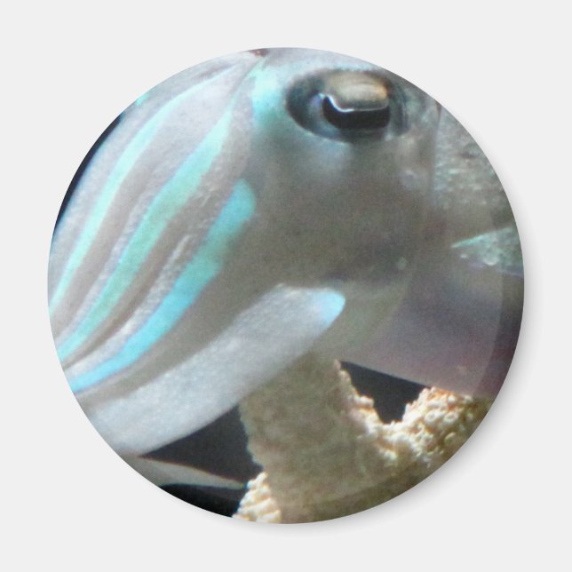 Luminous Cuttlefish Magnet (Front)