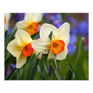 Luminous Daffodils Photo Print