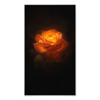 Luminous Orange Rose on Black Velvet – Elegant Flo Photo Print
