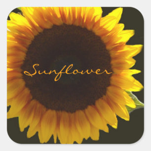 Luminous Sunflower Square Sticker