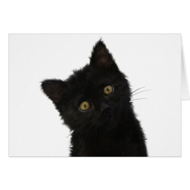 Luna Bella Black Kitten (Front Horizontal)