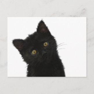 Luna Bella Black Kitten Postcard