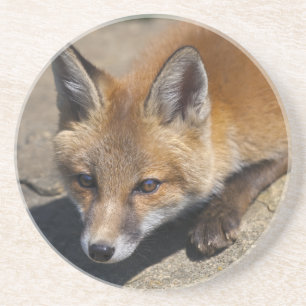 Luna Fox Coaster